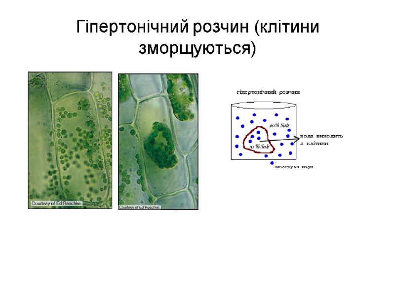 Гіпертонічний розчин (клітини зморщуються)